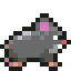 Rat andando